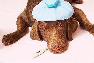  《超古代兵器霍莉》3月8日登陆多平台 迷宫探索动作